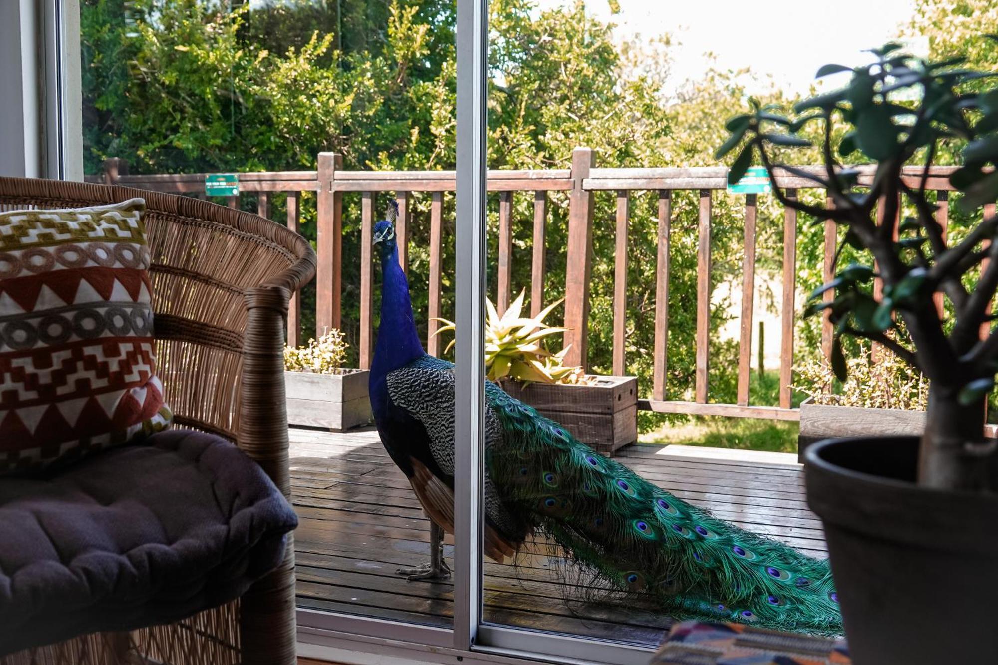 Soutelande Country Stay - Close To 1#Beach In Pe Port Elizabeth Bagian luar foto