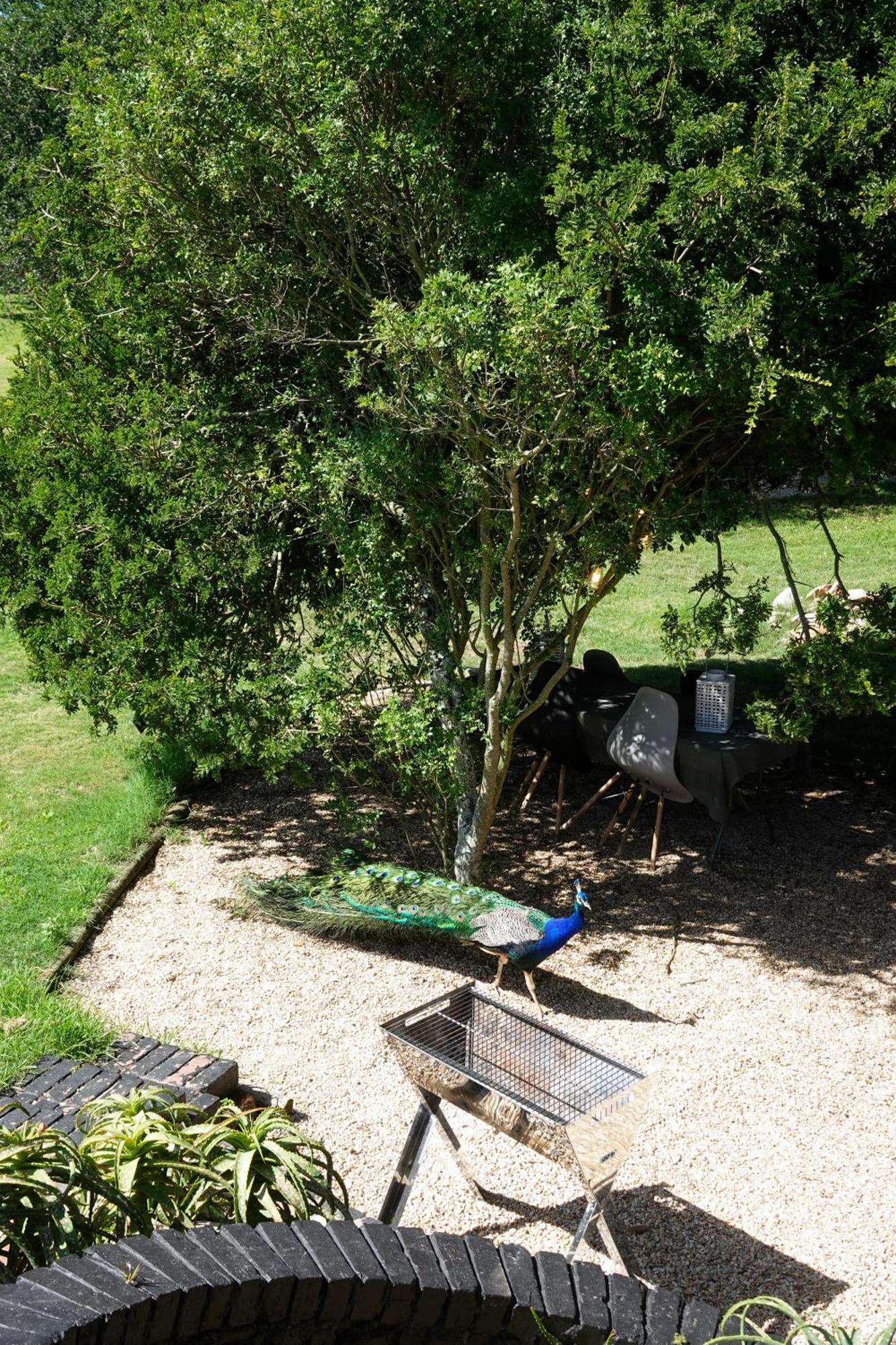Soutelande Country Stay - Close To 1#Beach In Pe Port Elizabeth Bagian luar foto